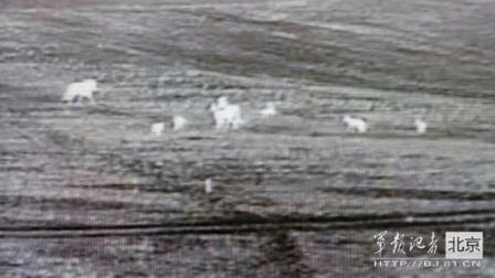 邊防軍出奇事：白天見珍稀動物晚上拍狼馬大戰