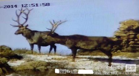 邊防軍出奇事：白天見珍稀動物晚上拍狼馬大戰