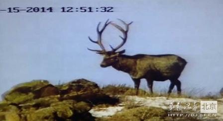 邊防軍出奇事：白天見珍稀動物晚上拍狼馬大戰
